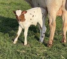 Oreo/Fred Bull 26