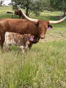 Drop It Like Its Hot X Draggin the Win 26 Heifer