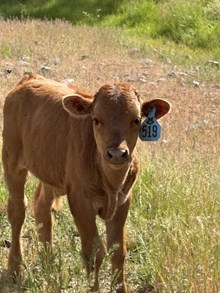 Drop It Like It’s Hot X Boomerang Babe 26 Bull
