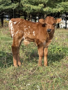 Bull Calf