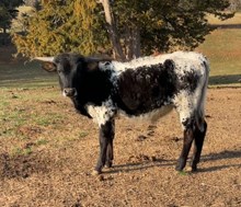 Dixon x Henrietta Bull calf