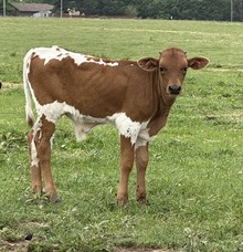 Daisy/Oliver Bull 26