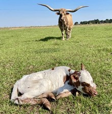 DUSTY HEIFER