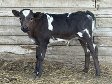 Tahiti Bull