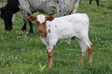 FINE FOREVER’26 BULL