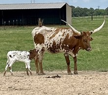 CHURCH HEIFER
