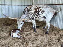 OPTIMOJO HEIFER