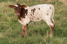 653 HCC Unnamed Bull (Ariel)