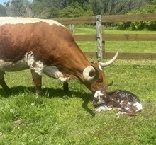 MB Frigg x Silverado B