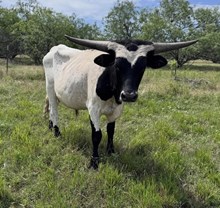 SBS Ax'Em Cowboy