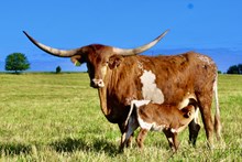 BCR Teresita 346