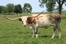 SR Madden's Paloma 359
