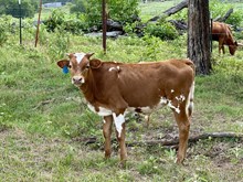 Dunn Just Enuff bull '25