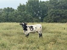 Texas Rebel x Red beauty
