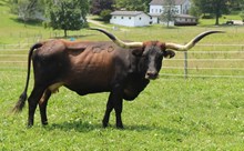 DIRTY IRON