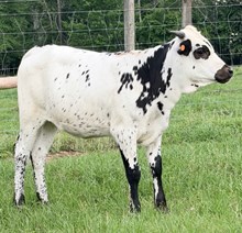 NACC Ivory EF