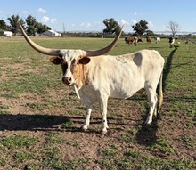 Bonzai Cowgirl CPL