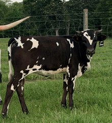 NACC Ebony EF