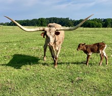 SHOOT AGAIN STEER CALF
