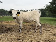 Red's Dusted Girl bull '25