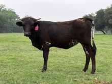 CK 12 Gauge Cowboy