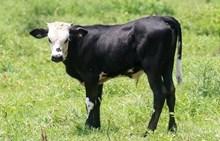 Wind Dixie bull- 2026