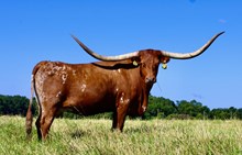Ranger's Alphie 788