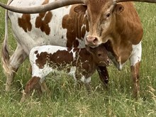 TUCO x BLOSSOM steer