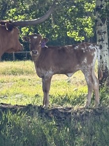 Double Shot X Delilah 26 Heifer
