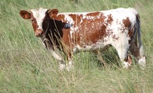 2021 Tumbling Little Star Bull