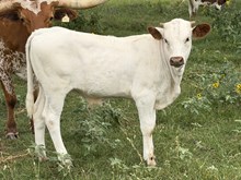 TUCO X CHEETAH steer