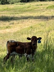 Locked N Loaded X Iron Boomerang 26 Bull