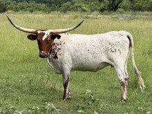 LM CIEN ESTRELLA