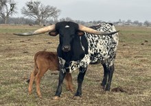 Dani Boy LM X American Proud