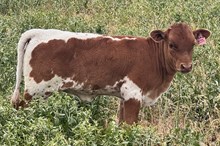 GOLDEN SKIPPY CRL x JBR HIGH VOLTAGE HEIFER