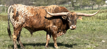 LPR Obie Wan Cownobi
