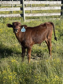 Reckon So X Misty Happiness 26 Bull