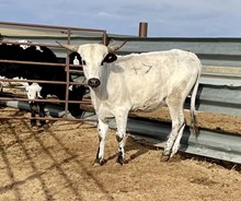 DIM OH HAPPY DAYS x 2019 Sparkling Star heifer