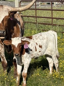 Reckon So X Blazin to the Top 26 Heifer