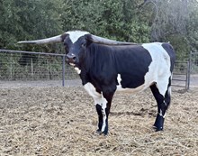 M7 Me Oh My Oreo