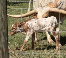 Cool Hand Luke x Hello Gorgeous
