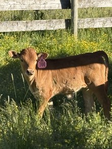 Locked N Loaded X Fancy Face 26 Heifer