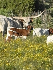 Drop It Like It’s Hot X Gold Delight 26 Bull