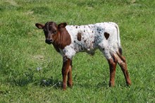 DW FAST FORTUNE X HL HEADS UP ‘26 Bull