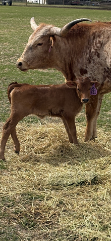 King Midas X Tempters Tuff Cowgirl 26 Heifer