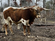 124 blue eyed bull calf