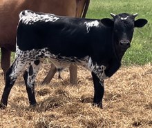 Bull calf