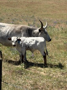 Locked N Loaded X Blue Wind 26 Bull