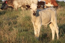2024 Peaches N Cream Bull