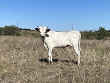 April Babe x Cowboy Tuff Chex
